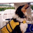 doggie lifevest